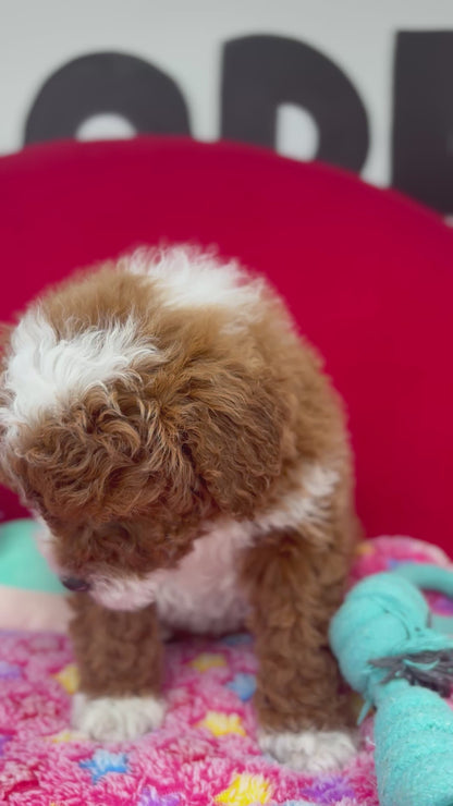Dark Red And White Male Miniture Poodle (Deposit Only, Please Read The Description Below‼️)