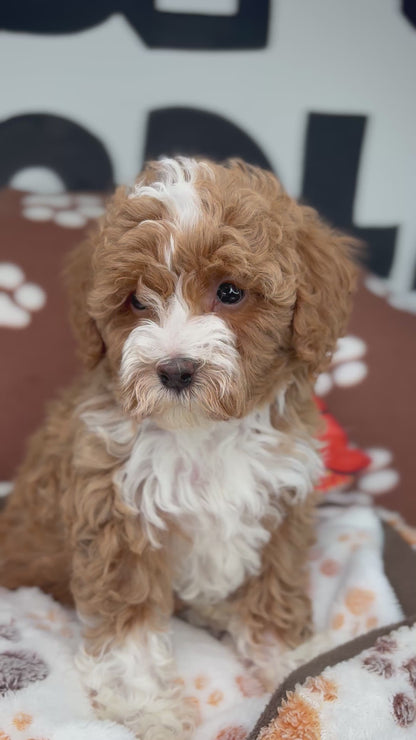 Red And White Male Toy Poodle 🐩 (Deposit Only‼️Please Read The Description Below‼️)