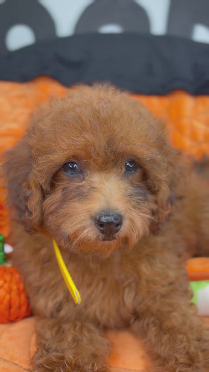 Brindle Male Toy Poodle (Deposit Only, Please Read The Description Below‼️)