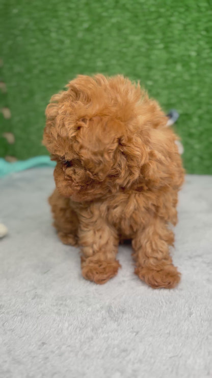 Zen The Micro Poodle 🐩 (Deposit Only ‼️Please Read The Description Below‼️)