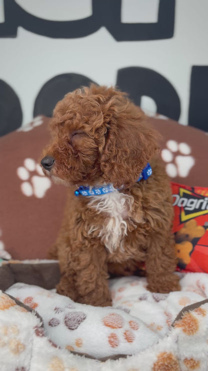 Cherry Red Male Miniature Poodle (Deposit Only ‼️ Please Read The DESCRIPTION Below‼️)