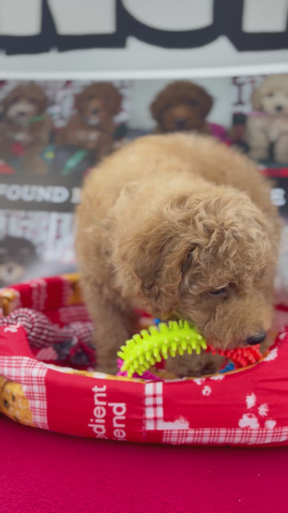 Apricot Female Miniature Poodle  (Deposit Only ‼️ Please Read The DESCRIPTION Below‼️)