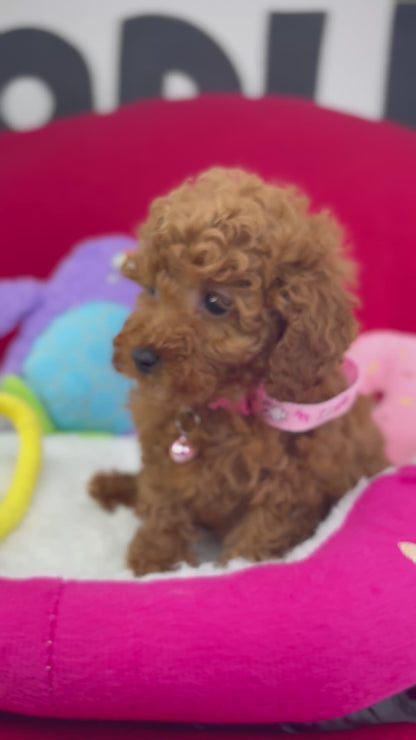 Red Male Teacup Poodle (Deposit Only‼️Please Read The Description Below‼️)