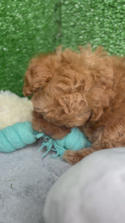 Royal The Apricot Micro Poodle 🐩 (Deposit Only ‼️Please Read The Description Below‼️)