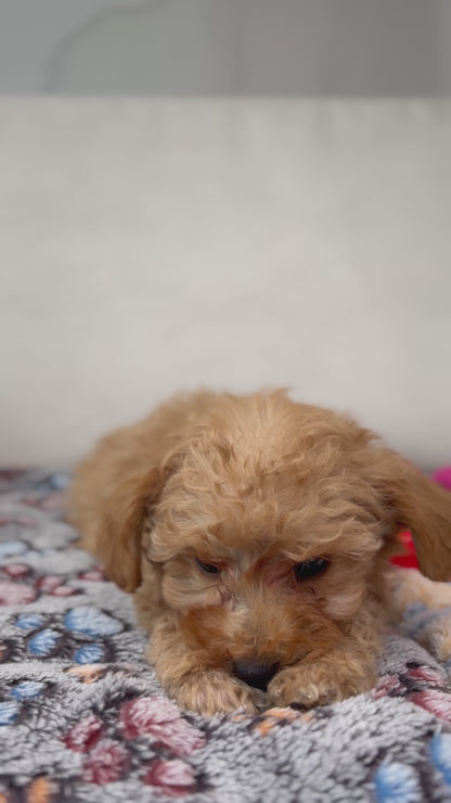 Tiny Toy Male Poodle (Deposit Only ‼️ Please Read DESCRIPTION Below‼️)