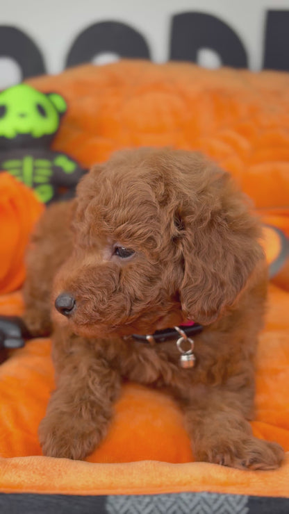Dark Red Male Toy Poodle ( Deposit Only ‼️ Please Read DESCRIPTION Below‼️)