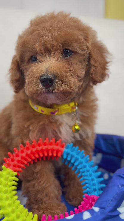 Female Toy Poodle (Deposit Only, Please Read The Description Below‼️)
