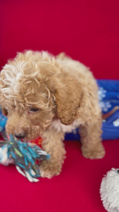 Apricot Male Toy Poodle ‼️(Deposit Only ‼️ Please Read The Description Below ‼️)