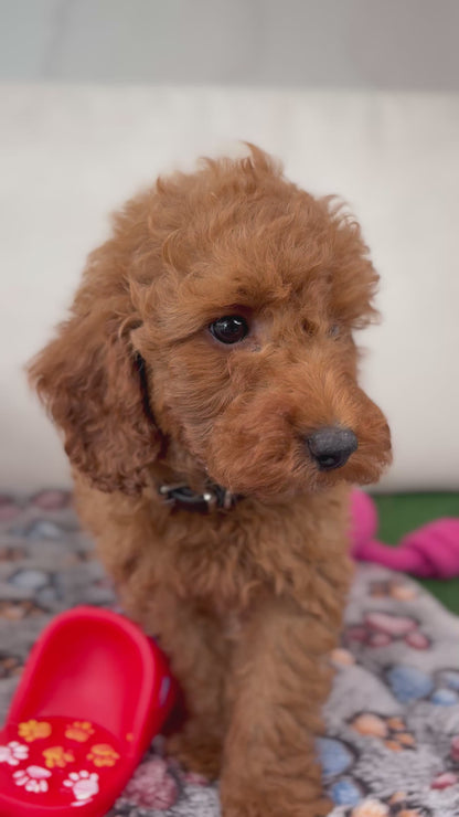 Red Male Toy Poodle (Deposit Only‼️ Please Read The DESCRIPTION Below‼️)