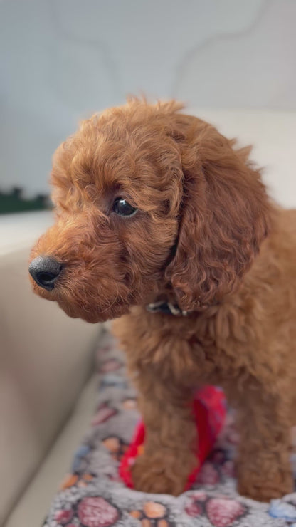 Red Male Toy Poodle (Deposit Only‼️Please Read The Description Below‼️)