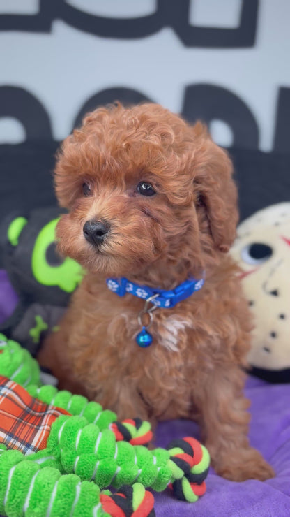 Red Female Toy Poodle ( Deposit Only, Please Read The DESCRIPTION Below‼️)