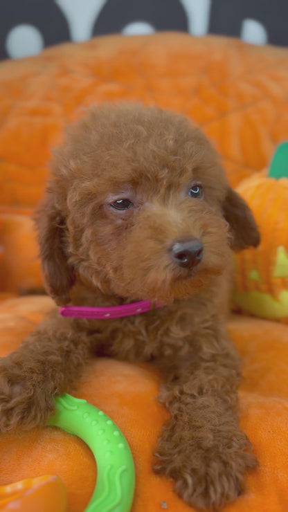 Red Male Toy Poodle 🐩 (Deposit Only‼️Please Read The Description Below‼️)