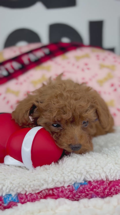 Dark Red Male Micro Poodle (Deposit Only ‼️ Please Read DESCRIPTION Below‼️)