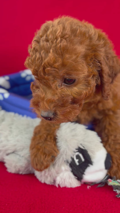 Dark Red Male Toy Poodle ‼️ (Deposit Only Please Read The DESCRIPTION Below‼️