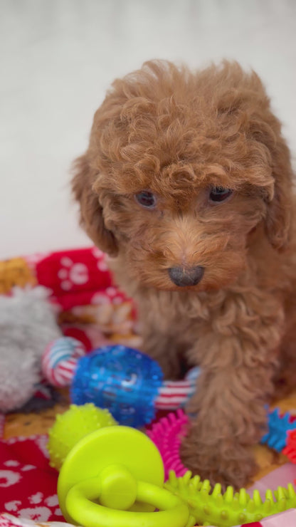Male Apricot Toy Poodle (Deposit Only ‼️ Please Read DESCRIPTION Below‼️)
