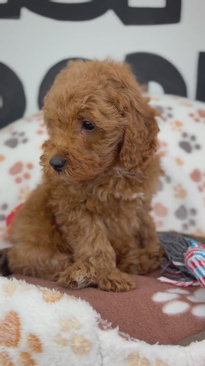 Red Male Toy Poodle 🐩 (Deposit Only ‼️ Please Read The Description Below ‼️)
