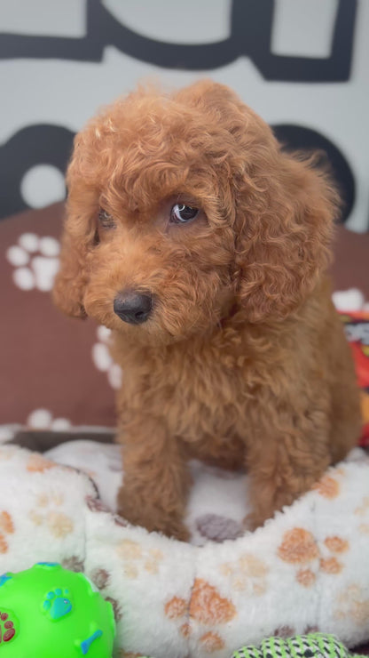 Apricot Female Miniture Poodle (Deposit Only, Please Read The Description Below‼️)