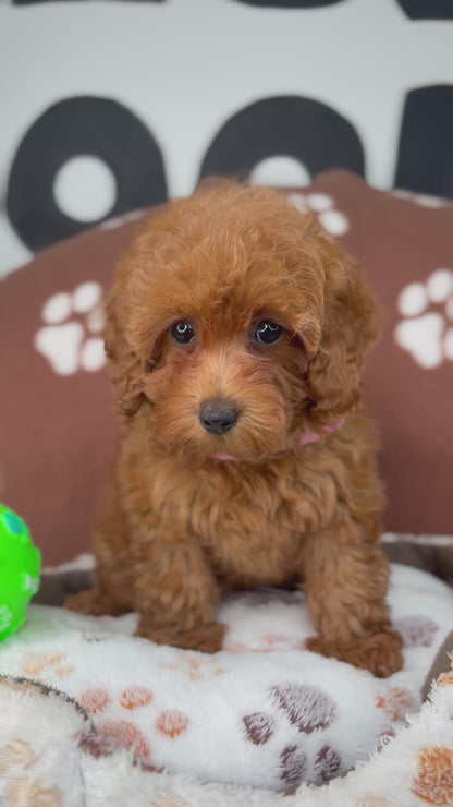 Red Female Teacup Poodle 🐩(Deposit Only ‼️ Please Read The DESCRIPTION Below‼️)