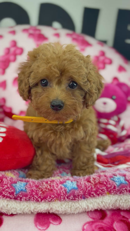 Apricot Female Teacup Poodle (Deposit Only‼️Please Read The Description Below‼️)