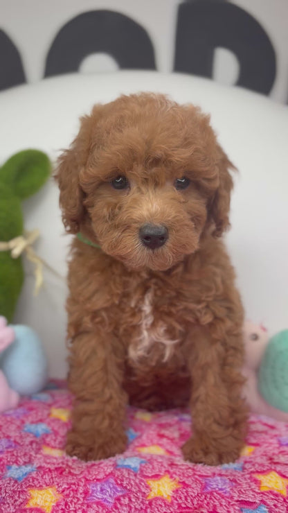 Red Male Toy Poodle ‼️(Deposit Only ‼️ Please Read The Description Below ‼️)
