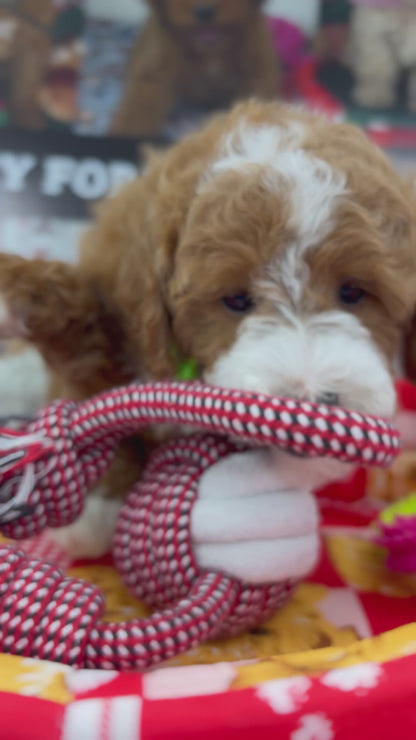 Frosty The Red And White Male Toy Poodle 🐩 (Deposit Only‼️Please Read The Description Below‼️)
