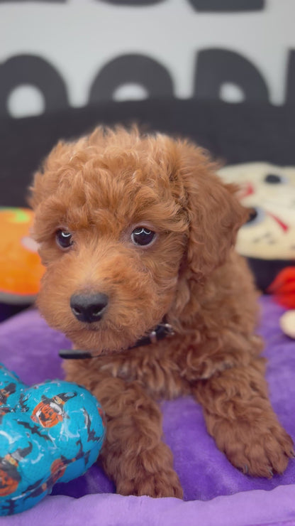 Red Male Teacup Poodle 🐩(Deposit Only ‼️ Please Read The DESCRIPTION Below‼️)