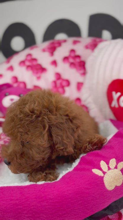 Dark Red Male Toy Poodle (Deposit Only‼️Please Read The Description Below‼️)