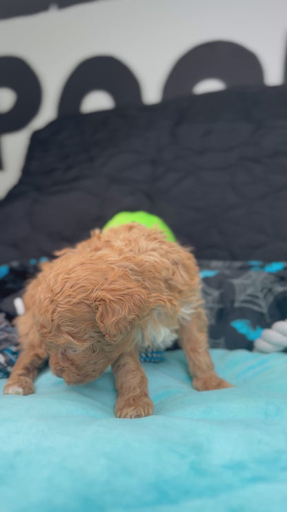 VERY TINY Phil The Apricot Male Teacup Poodle (Deposit Only‼️ Please Read The Description Below‼️)